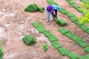 Worker laying fresh green grass sod on bare soil to create a new lawn in a garden or park. Landscaping process for outdoor space improvement, gardening, and turf installation for residential