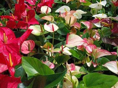 vibrant collection of Anthurium flowers in full bloom, showcasing various shades of red, pink, white, and green. The glossy, heart-shaped spathes and contrasting spadices create lush, tropical display perfect for botanical themes, nature backgrounds