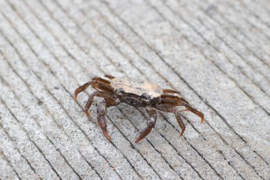 Small brown crab walking on rough concrete surface outdoors, close-up macro view of marine wildlife on land, natural crustacean behavior in urban environment