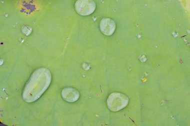 Yaprakların üzerindeki su damlacıkları, nilüfer yaprağı