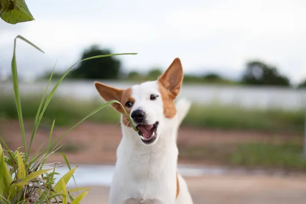 Cucciolo Sta Mangiando Erba Nel Prato Cane Malato Cane Malato — Foto Stock