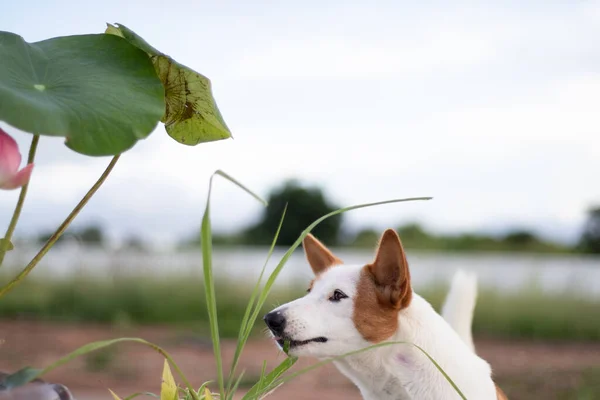 The puppy is eating grass in the lawn, sick dog, ill dog