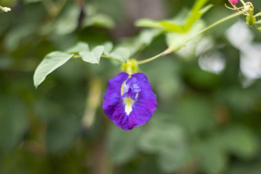 Kelebek bezelyesine yaklaş.
