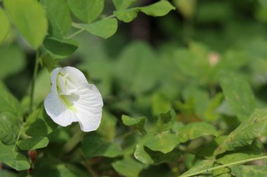 Bahçedeki çiçekleri kapat. 