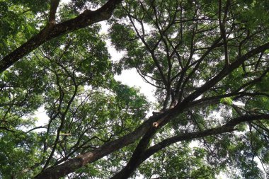 Büyük ağaçların birçok dalları 