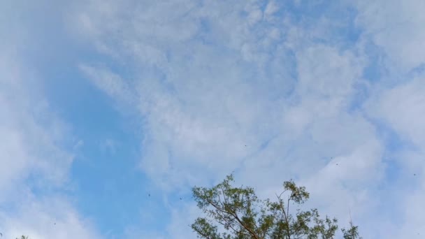 Blauer Himmel Mit Sanften Wolken Morgen Frischer Hintergrund — Stockvideo