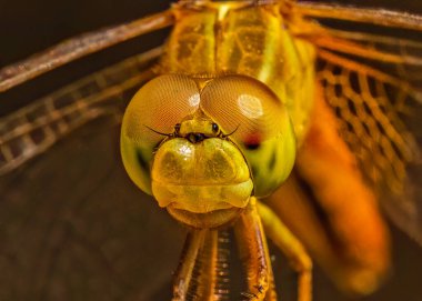Makro çekim bir Dragon Fly