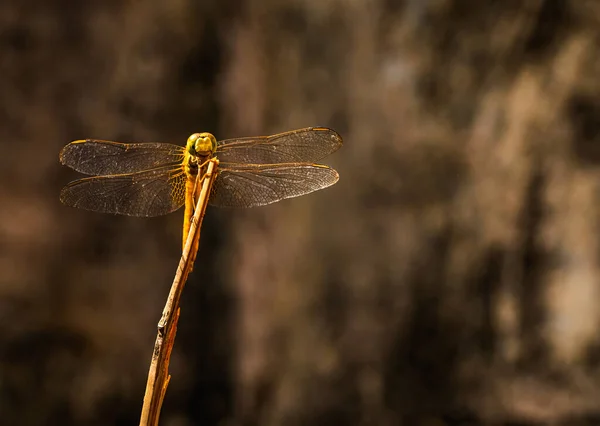 Una Mosca Dragón Descansando Sobre Una Rama —  Fotos de Stock