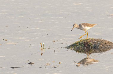 Gölde avlanan bir Kızıl Shank.