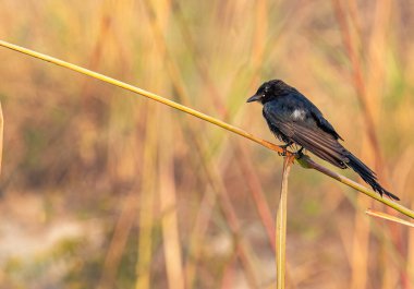 Drango kuru çimlere karşı bir dalda oturuyor.