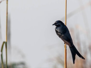 Kuru bir çimenlerde oturup dinlenen bir drango.