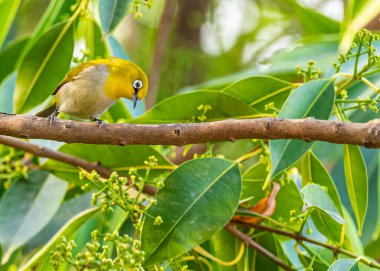 Doğulu Beyaz Göz bir bitkinin üzerinde oturuyor.