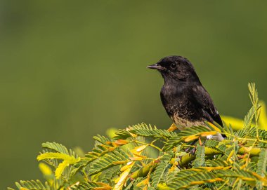 Pied Bush Sohbeti Bir ağaçta oturuyor