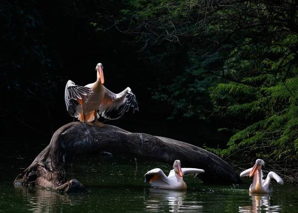 Rosa Pelikan Einem See Mit Seinen Freunden — Stockfoto
