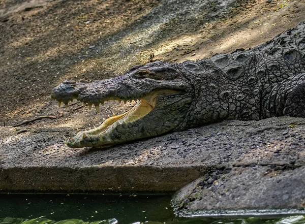 Crocodilo Perto Lago Com Boca Cheia Aberta Parecendo Crocodilo Rindo — Fotografia de Stock