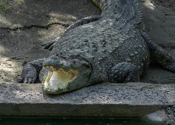 Повний Відкритий Рот Крокодил Відпочиває Біля Озера — стокове фото