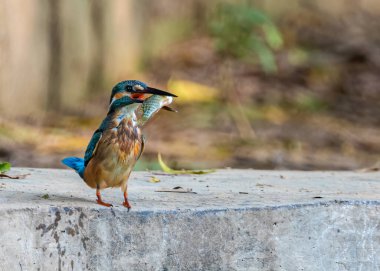 Balık avlayan sıradan bir balıkçı.