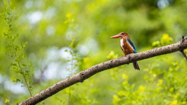 Beyaz Boğazlı Kral Fisher bir ağaçta yemek yedikten sonra dinleniyor.