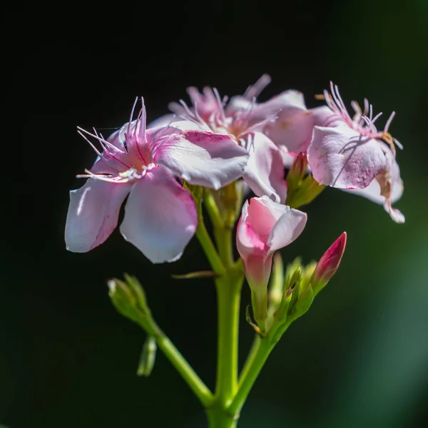 Oleander Wiązanka Kwiatów Pączkami Pełnym Rozkwicie — Zdjęcie stockowe