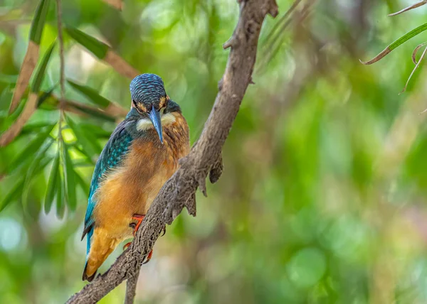 Martin Pêcheur Commun Recherche Une Cible Assise Sur Arbre Regardant — Photo