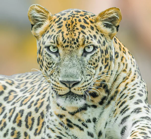 Leopar Kameraya Bakıyor — Stok fotoğraf