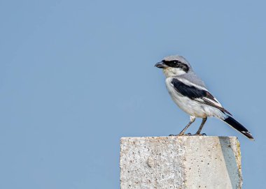 Gri Shrike güneşli bir günde direkte