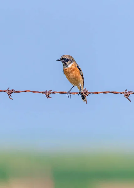 Sibirischer Steinquatsch Der Auf Einem Draht Sitzend Auf Der Suche — Stockfoto