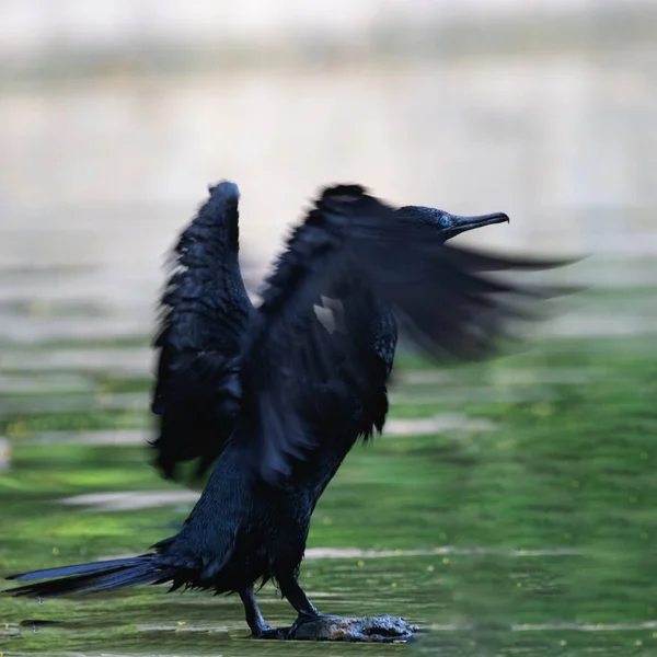 Cormorán Secando Sus Plumas Lago —  Fotos de Stock