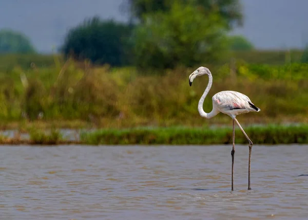 Flamingo Stojący Samotnie Jeziorze Odpoczywający — Zdjęcie stockowe