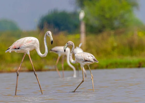 Flamingo Irányítja Fiatal Mások Táplálkozás — Stock Fotó