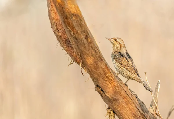 Avrasyalı Köylü ağaçta yukarı bakıyor.
