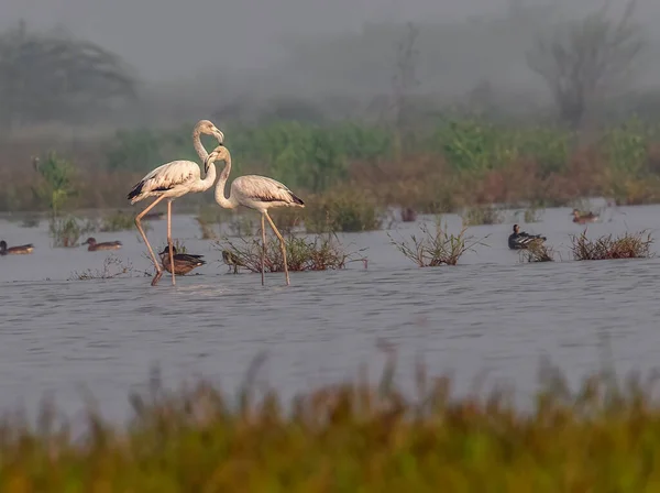 Egy Pár Flamingó Tóban Élvezi Időjárást — Stock Fotó