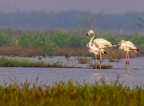 Flamingó Család Pihenő Hangulatban — Stock Fotó