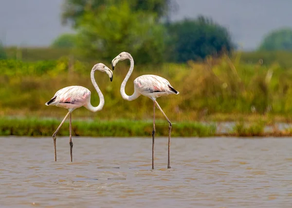 Ein Schönes Paar Flamingos Einem See Romantischer Stimmung — Stockfoto