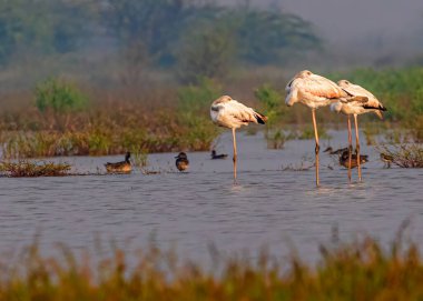Flamingo ailesi ördeklerle birlikte gölde uyuyor.