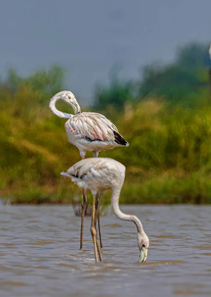 Parents of the flamingo family in search of food