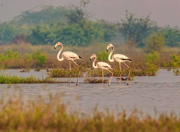 Flamingo Familj Promenad Sjö — Stockfoto