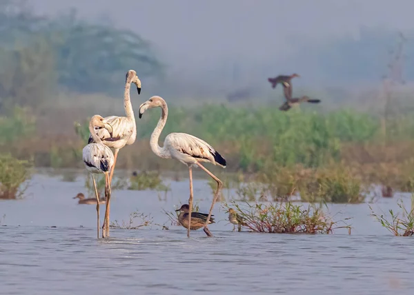 Familia Flamingo Lago Guiando Menores — Foto de Stock