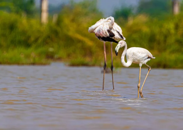 Egy Fiatal Flamingó Egy Tóban Szüleivel — Stock Fotó