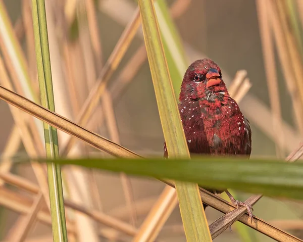 Roter Avadavat Sitzt Auf Langem Gras Und Blickt Die Kamera — Stockfoto