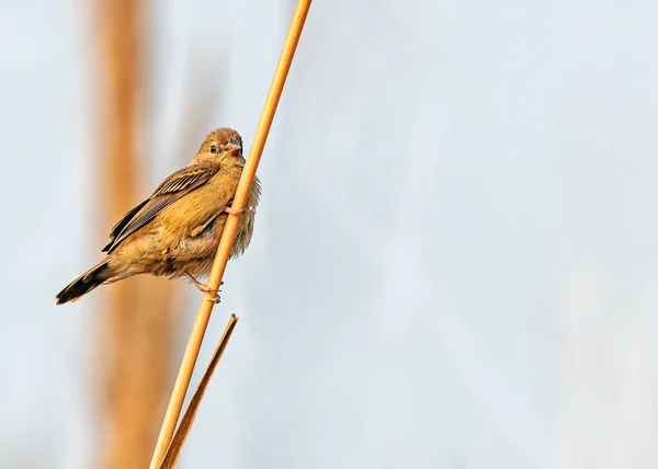 Red Avadavat Juvenil Alerta Rama Reposo — Foto de Stock