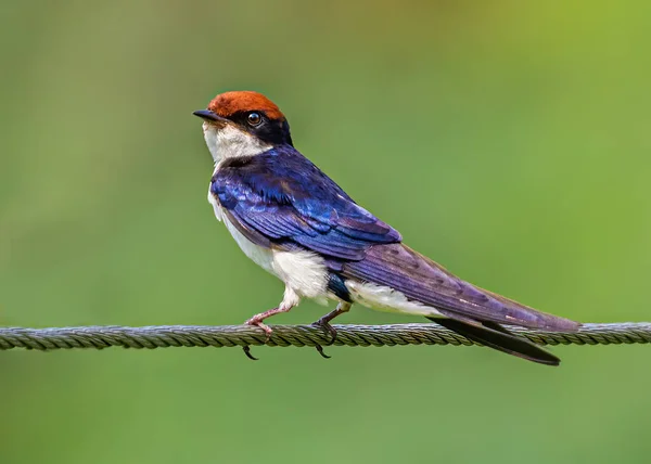 Wire Tail Swallow Geschultert Shot Sitzen Auf Einem Draht — Stockfoto