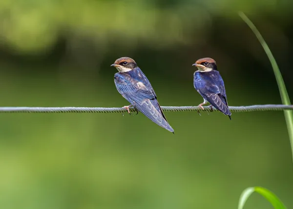 Wire Tail Swallow Juvenile Looking Same Direction Its Parents — Stock Photo, Image