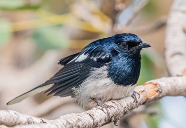 Doğulu Saksağan tembelce ağaçta oturuyor.