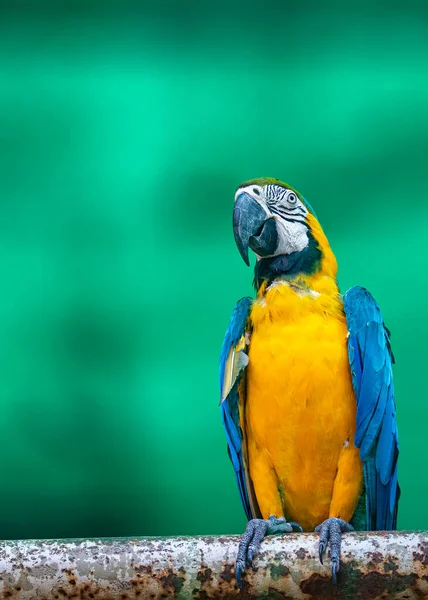 Macaw Siedzi Rurze — Zdjęcie stockowe