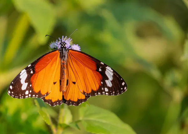 Plain Tiger Mariposa Una Flor Jardín — Foto de Stock