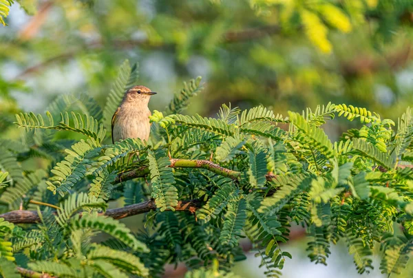 Κοινή Chiffchaff Σκαρφαλώνει Ένα Θάμνο Νωρίς Πρωί — Φωτογραφία Αρχείου