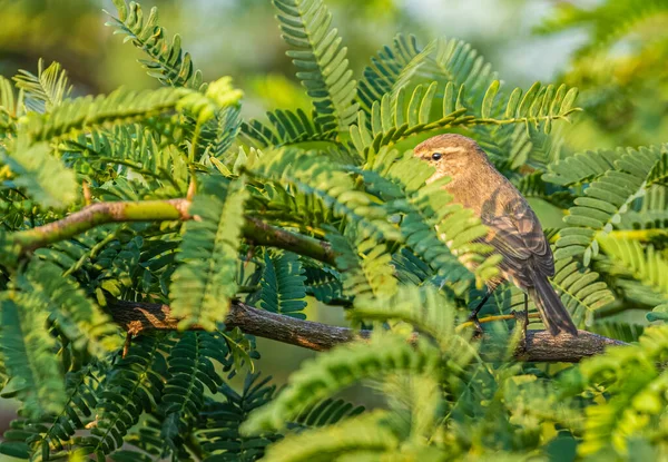 Comune Chiffchaff Habitat Naturale Mattina Presto — Foto Stock