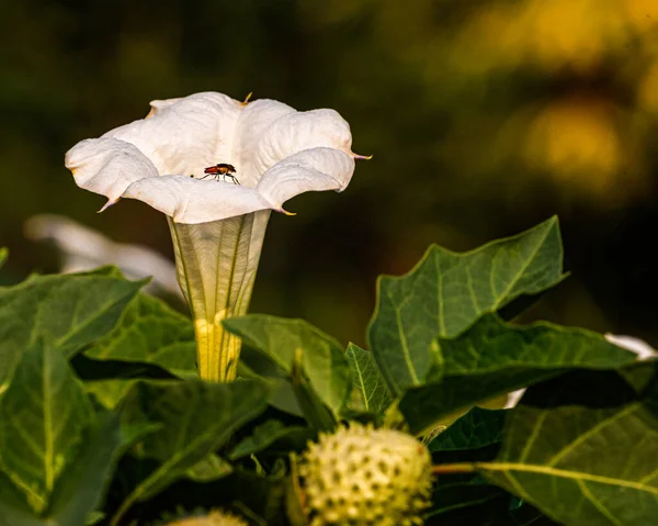一朵花的Datura Metel 花园里有一只昆虫 — 图库照片