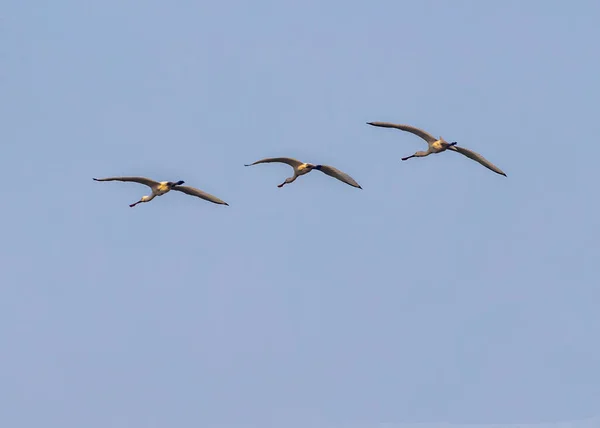 Bir uçuşta kaşık faturası geliyor.